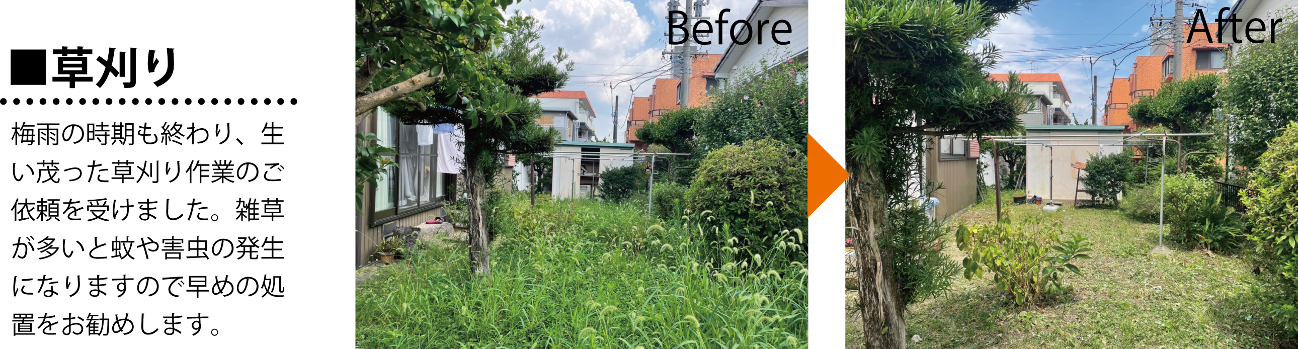 生垣の剪定施工事例です。